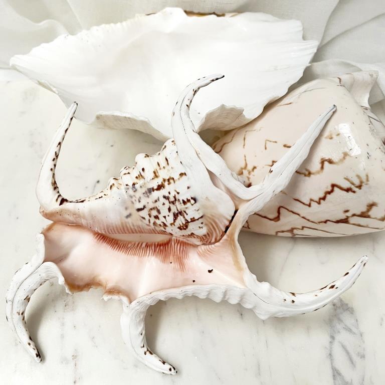 Real Large Chiragra Spider Conch Shell