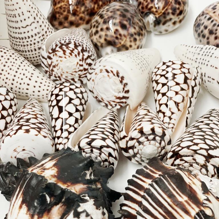 Real Polished Leopard Cone Shell Set 3