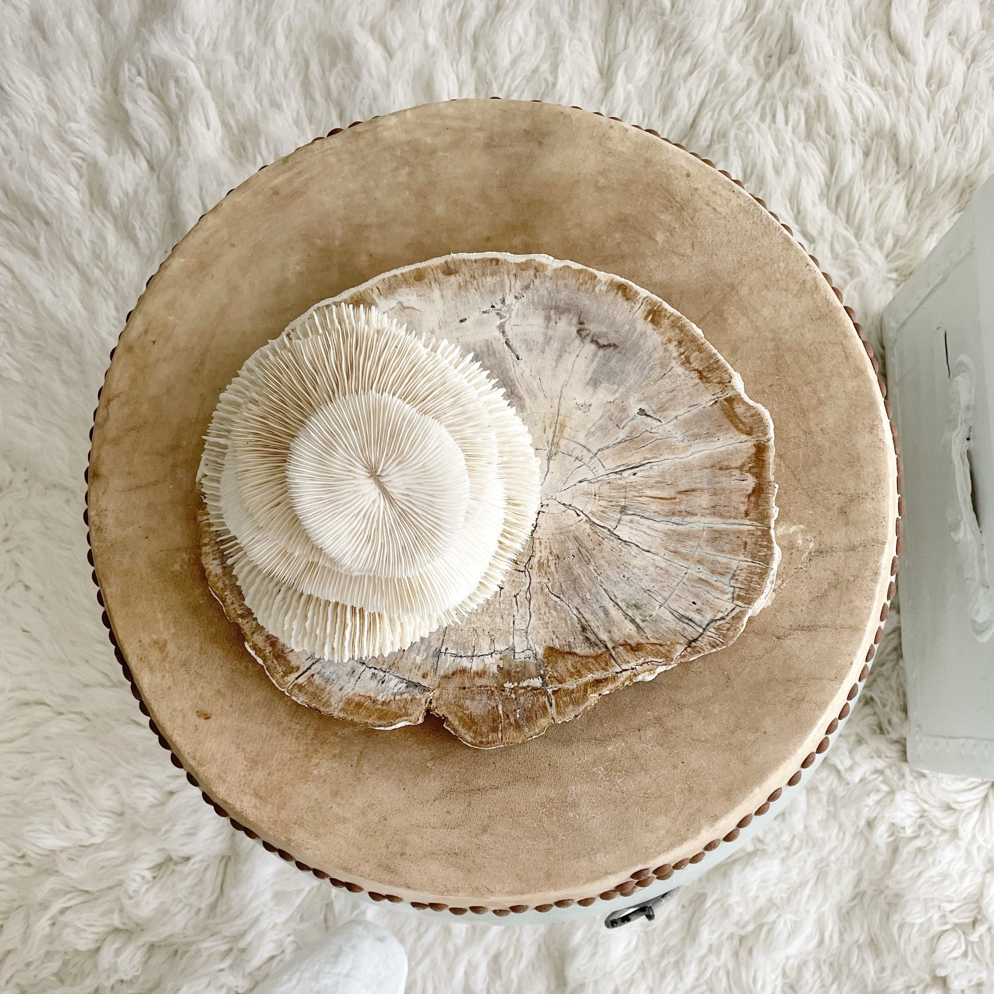 Real Mushroom Fungia Coral - Large