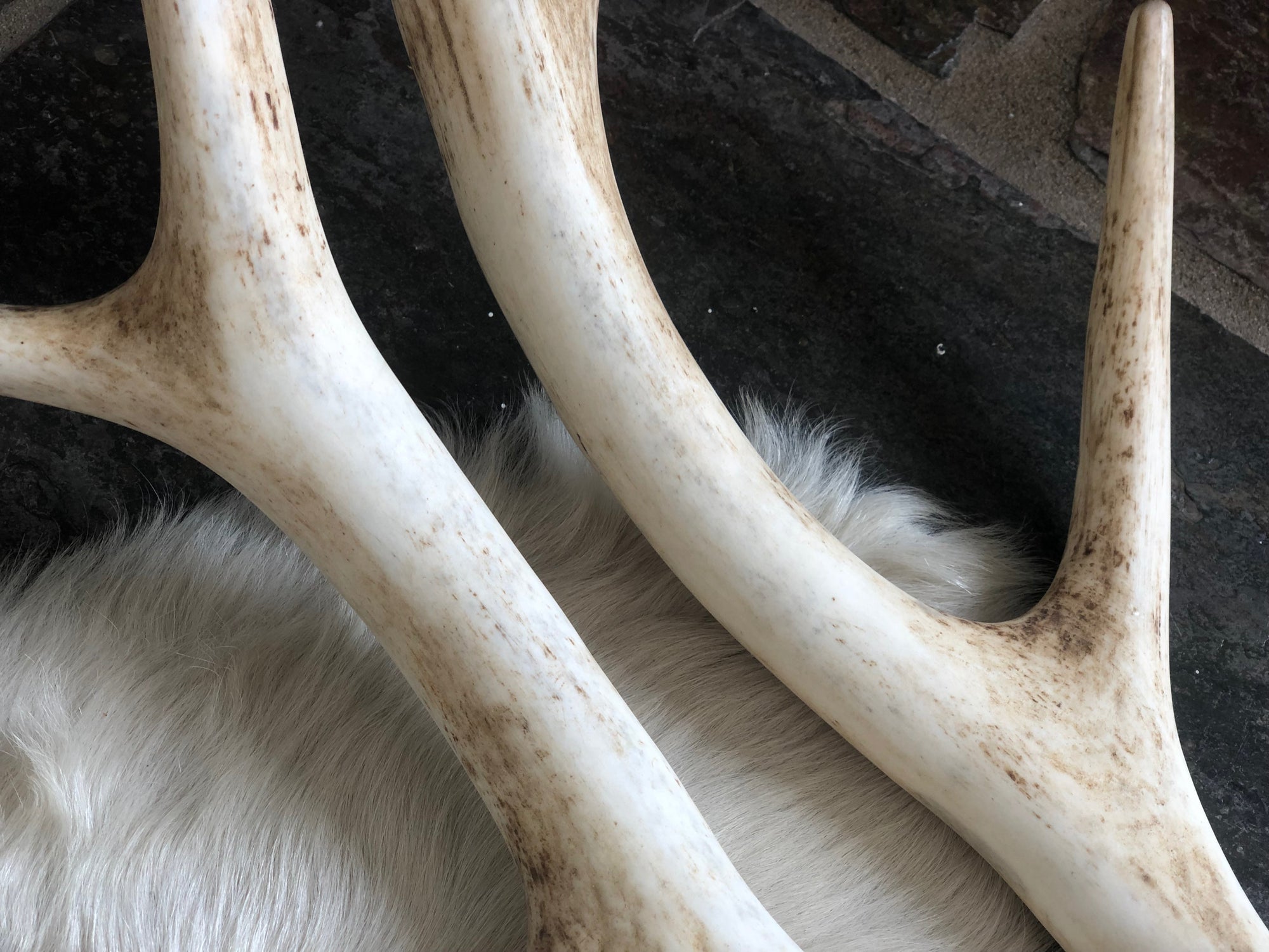 Real Red Deer Antler Pair
