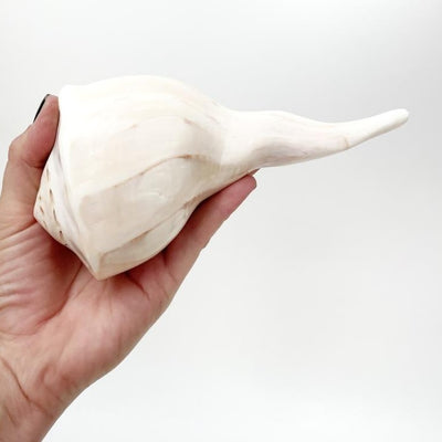 Real Lighting Whelk Shell