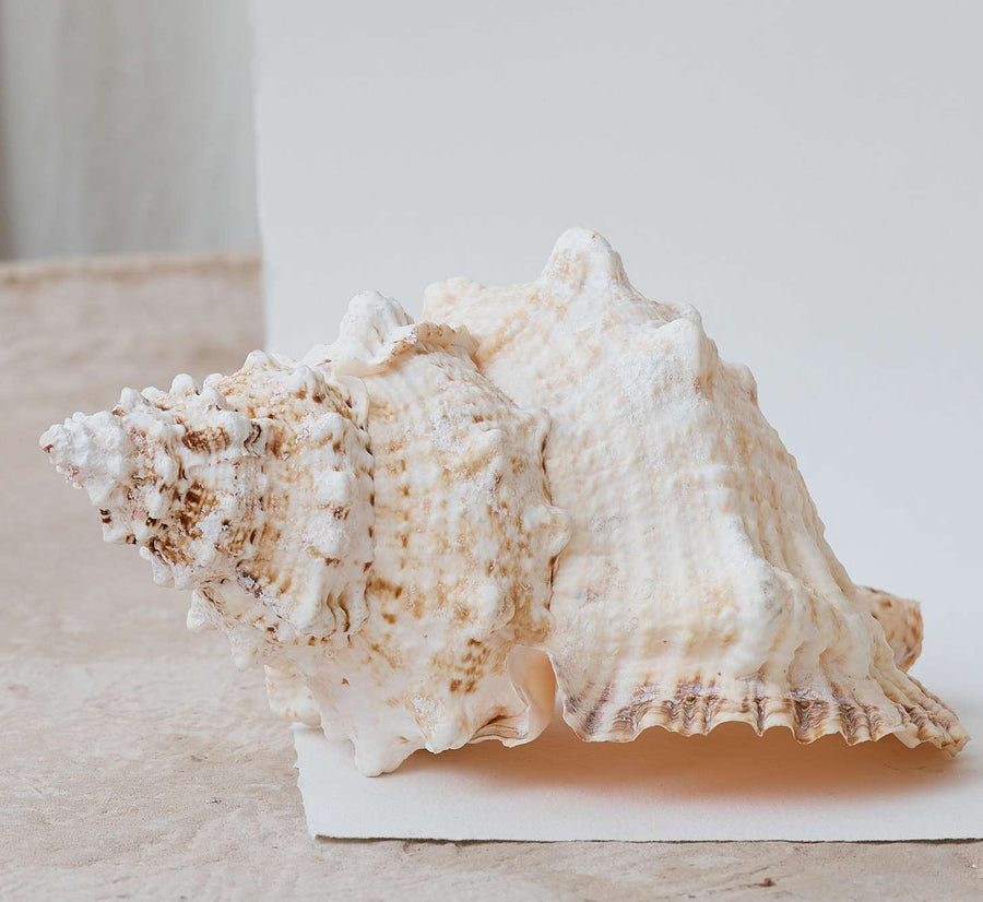 Real Extra Large Frog Shell