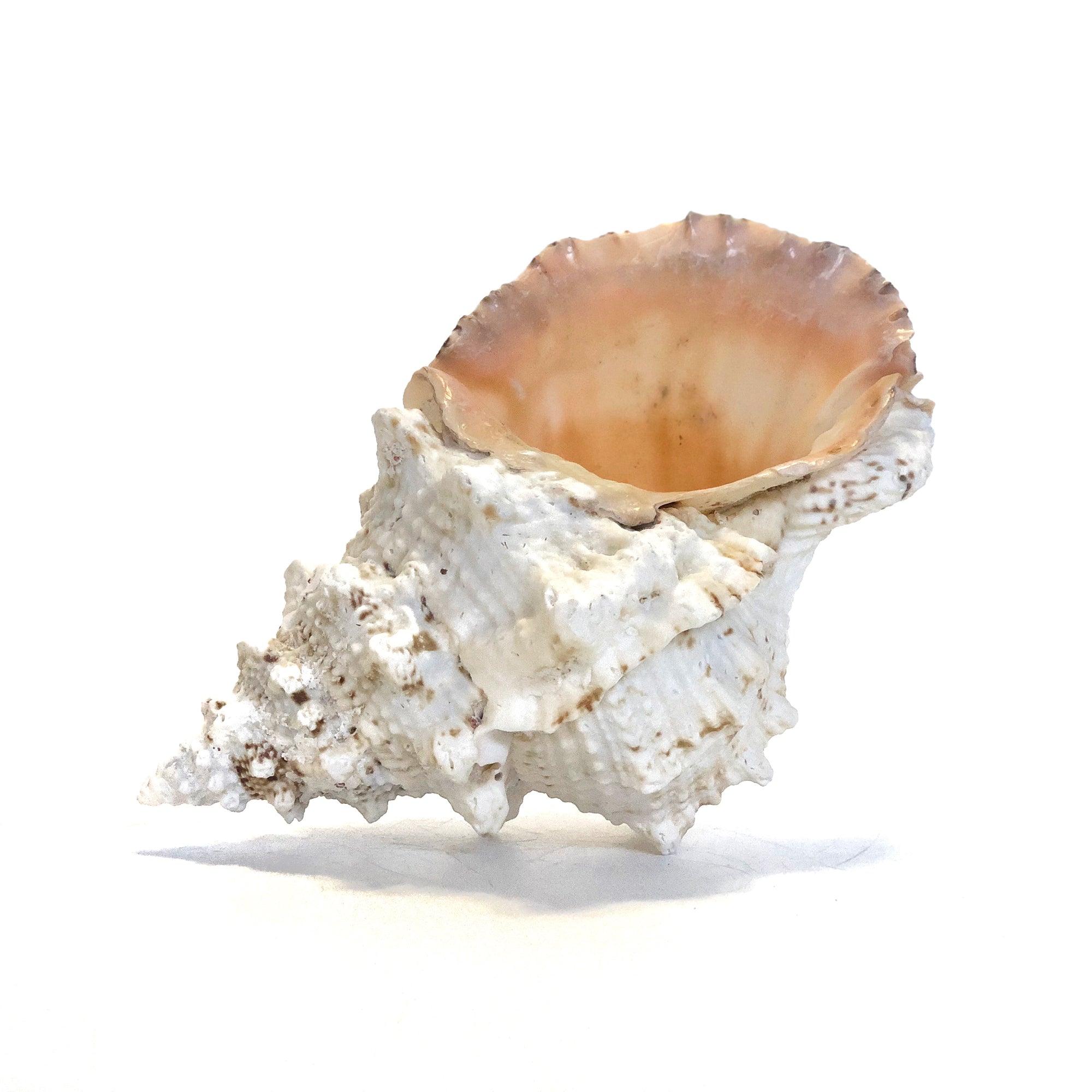 Real Extra Large Frog Shell Bursa Bobo