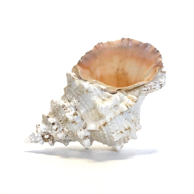 Real Extra Large Frog Shell Bursa Bobo