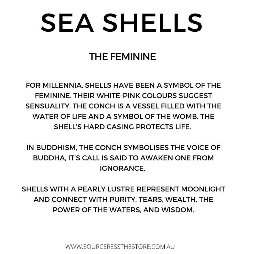 Real Extra Large Natural White Australian Abalone