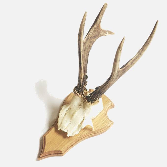 Deer Skull on Timber Mount