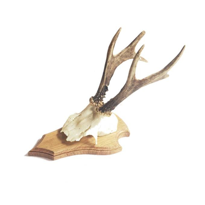 Deer Skull on Timber Mount