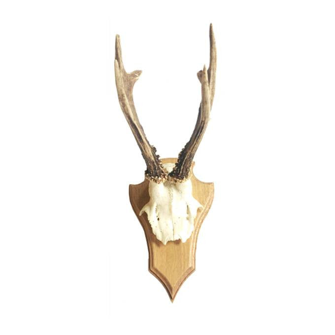 Deer Skull on Timber Mount