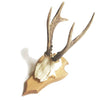 Deer Skull on Timber Mount