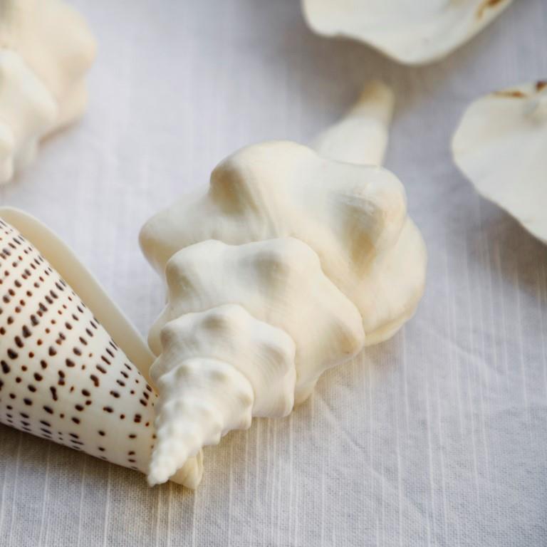 Real Polished White Horn Shell