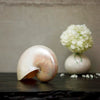 Real Rare Chambered Polished Pearl Nautilus Shell