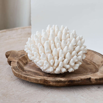 Real Finger Coral Specimen SOLD