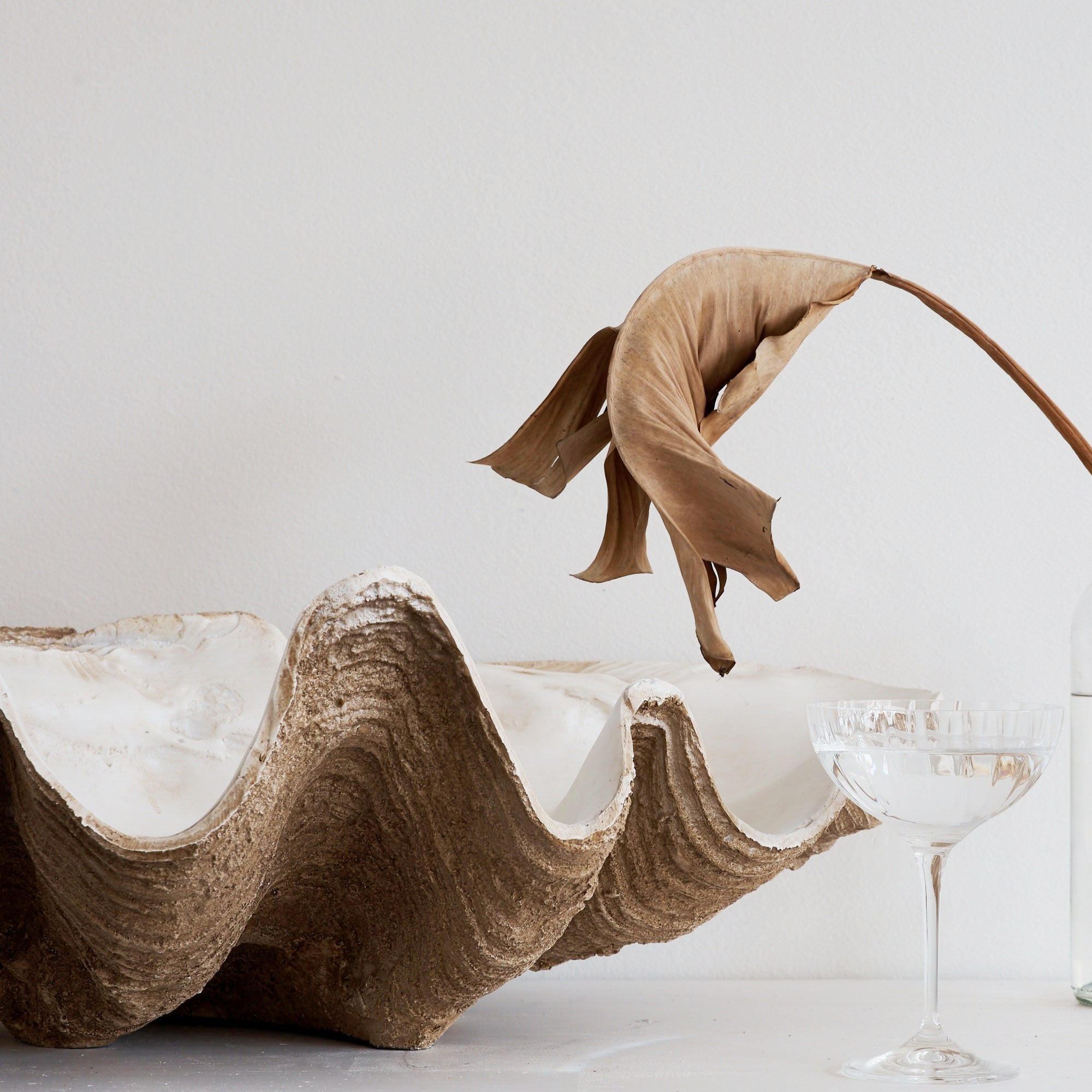 Faux Giant Clamshells Natural Vintage ***HIRE ONLY***