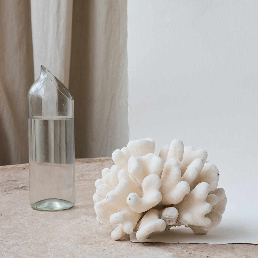 Real Cauliflower Coral **HIRE ONLY***