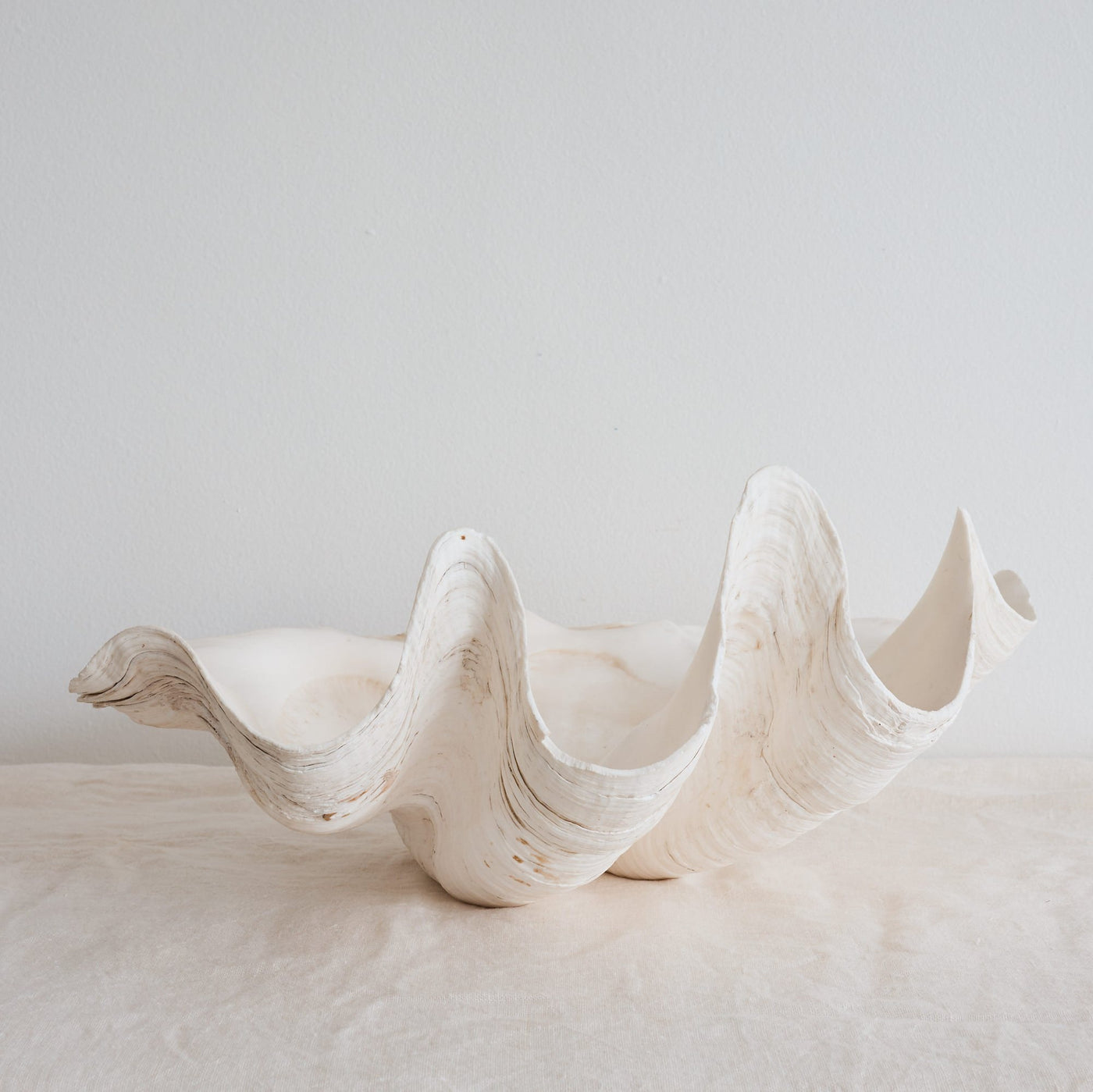 Real Giant Clamshells 10-80 CM ***HIRE ONLY***