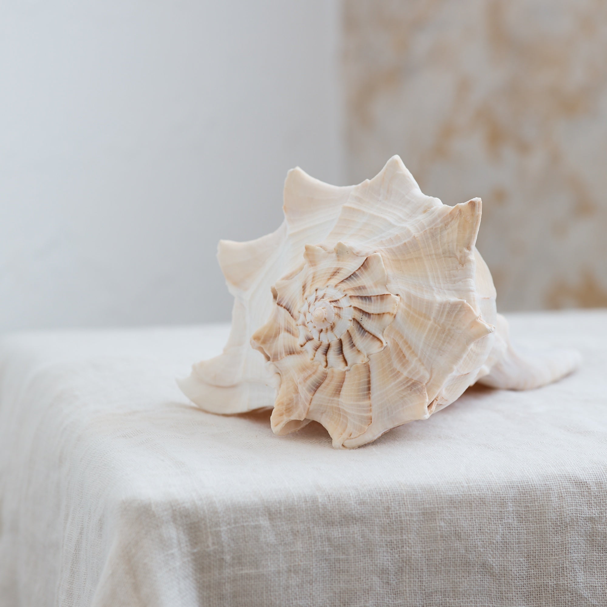 Large Polished Shells **HIRE ONLY***