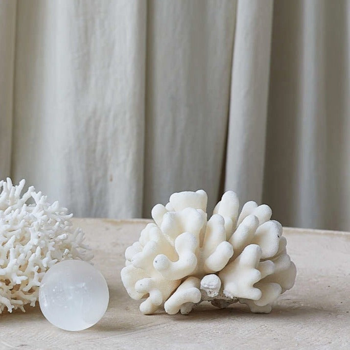 Real Cauliflower Coral **HIRE ONLY***