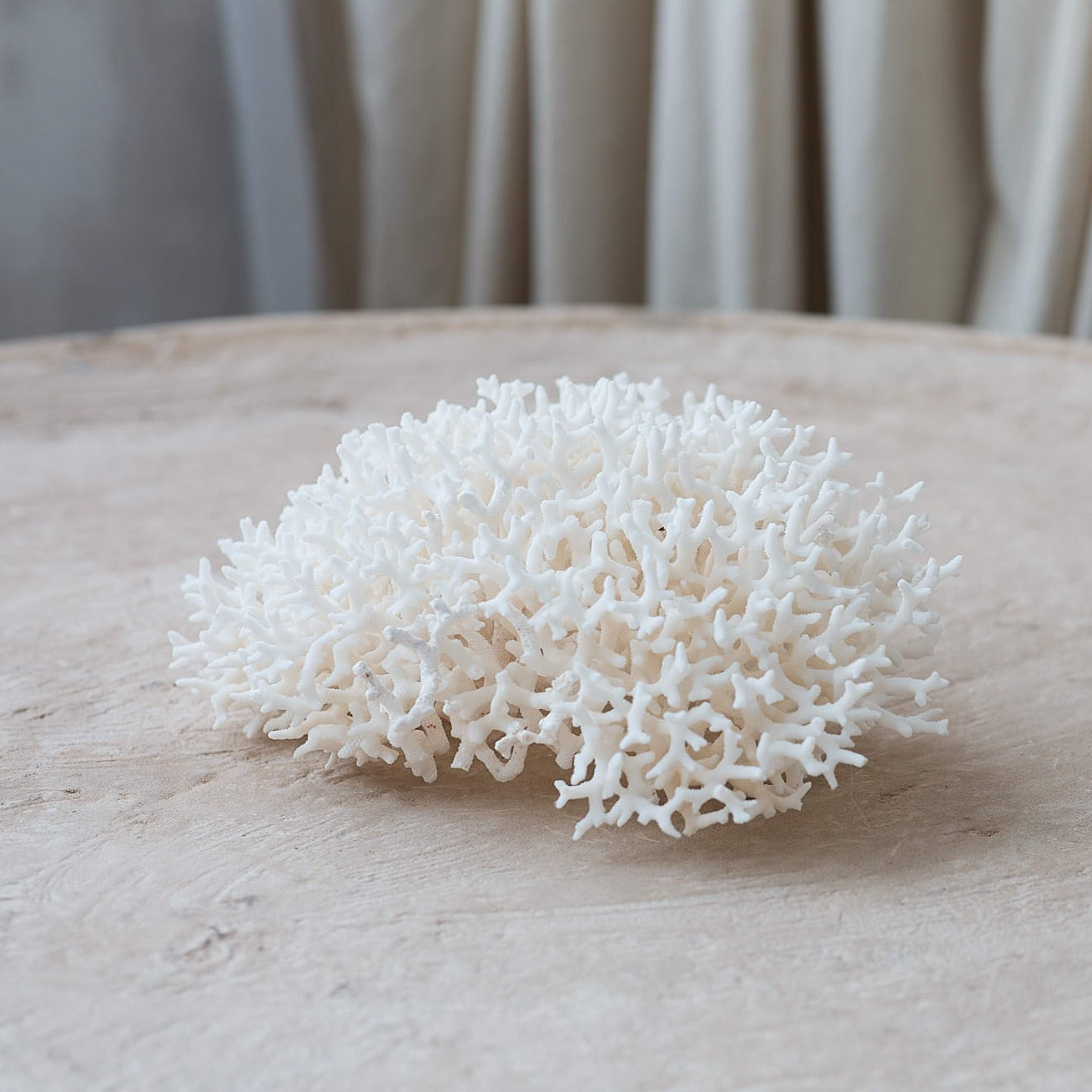 Real Birdsnest Coral **HIRE ONLY***