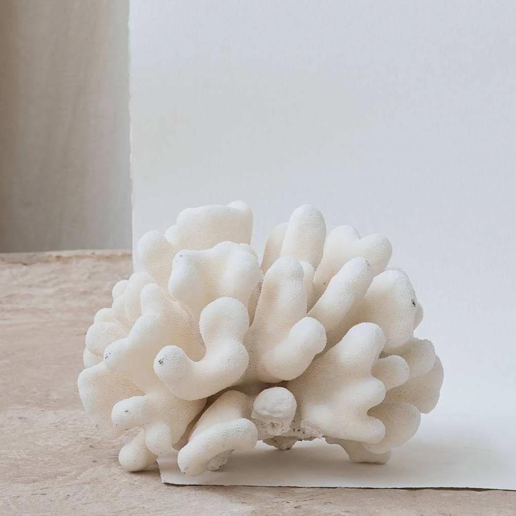 Cauliflower Coral