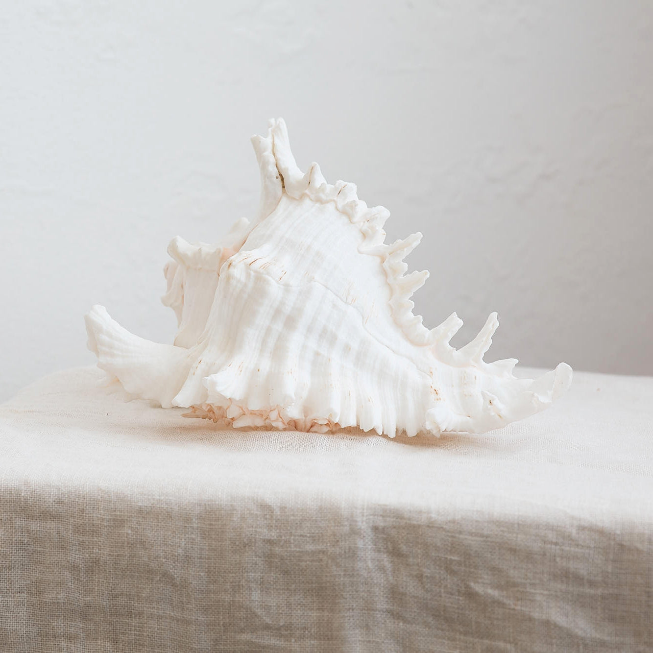 Real Murex Shell - Extra Large