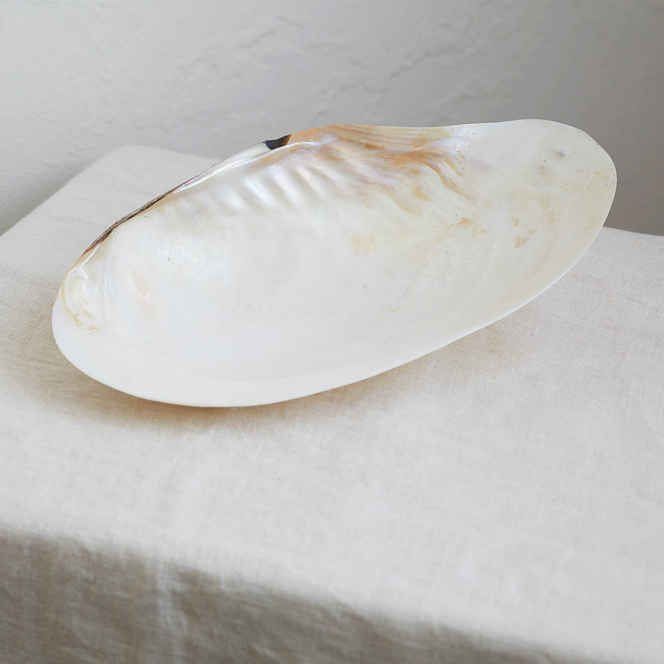 Real Polished River Shell