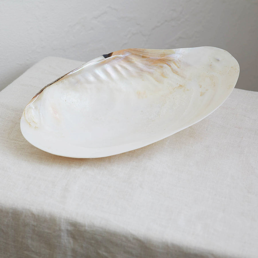 Real Polished River Shell