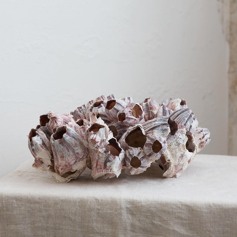 Natural Barnacle Cluster