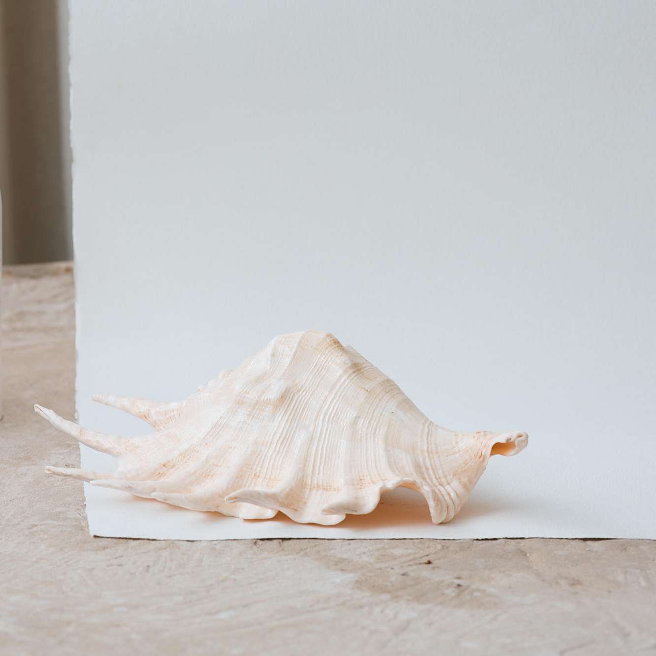 Real Large Spider Conch Shell