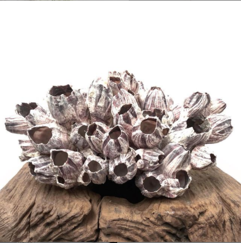 Natural Barnacle Cluster