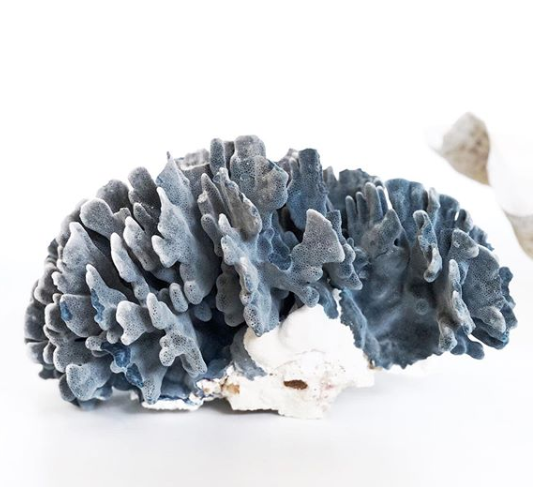 Real Blue Ridge Coral **HIRE ONLY***