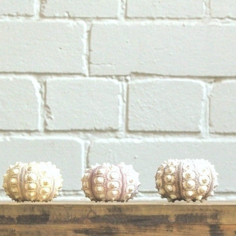 Sputnik Sea Urchin Set 5