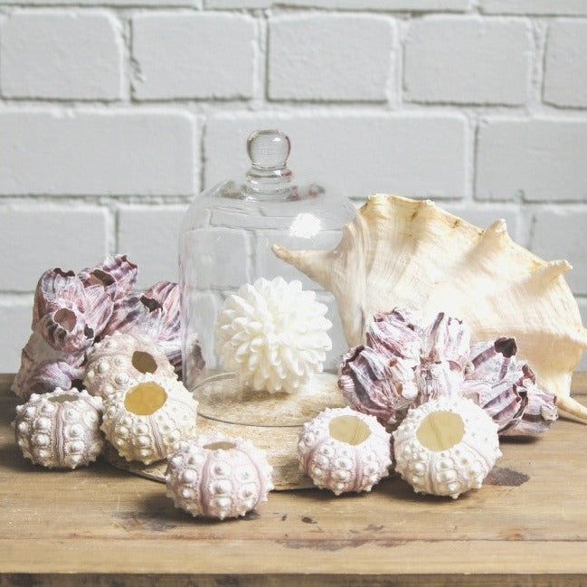 Sputnik Sea Urchin Set 5