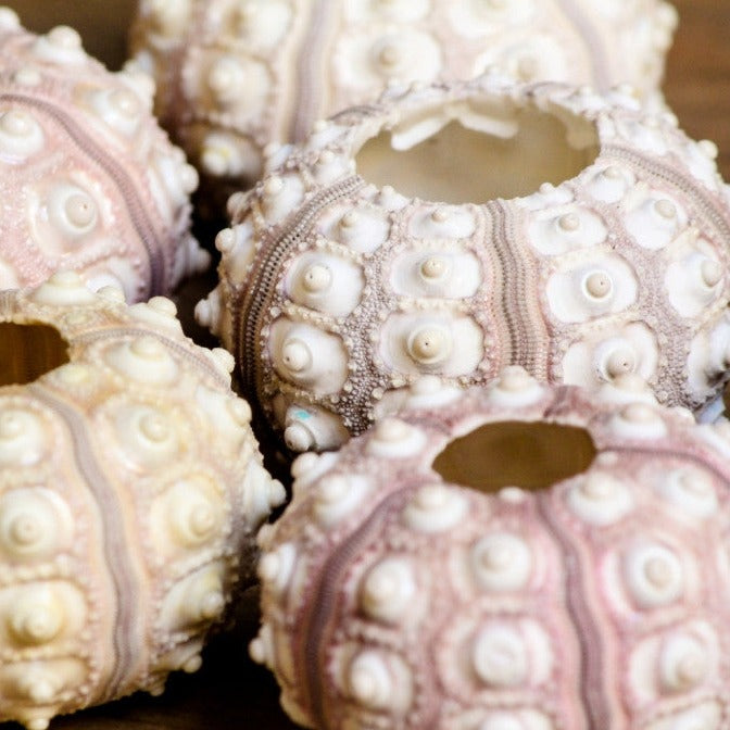 Sputnik Sea Urchin Set 5