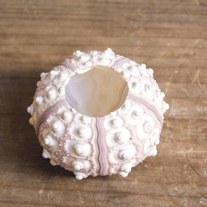 Sputnik Sea Urchin Set 5