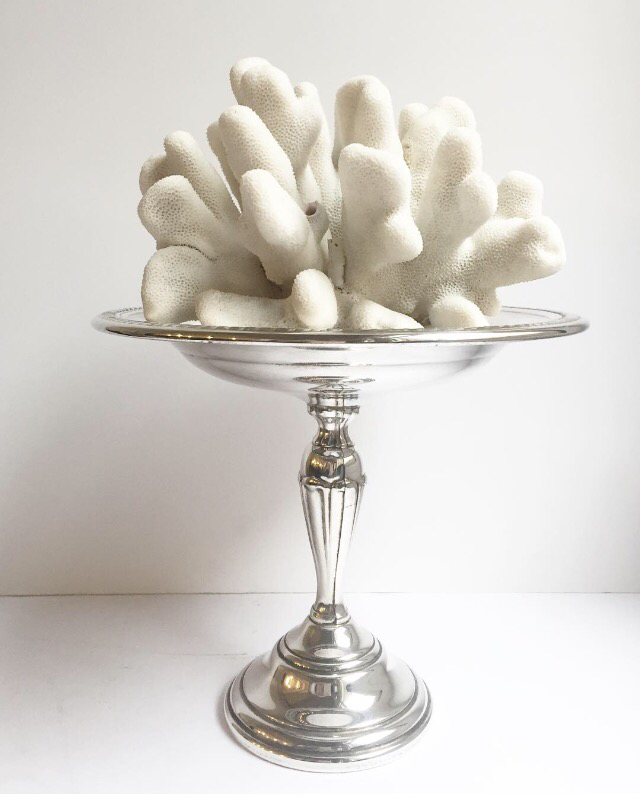 Real Cauliflower Coral Specimen SOLD