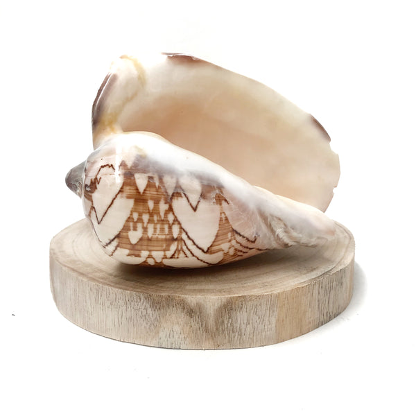 Real Noble Volute Shell - Sourceress