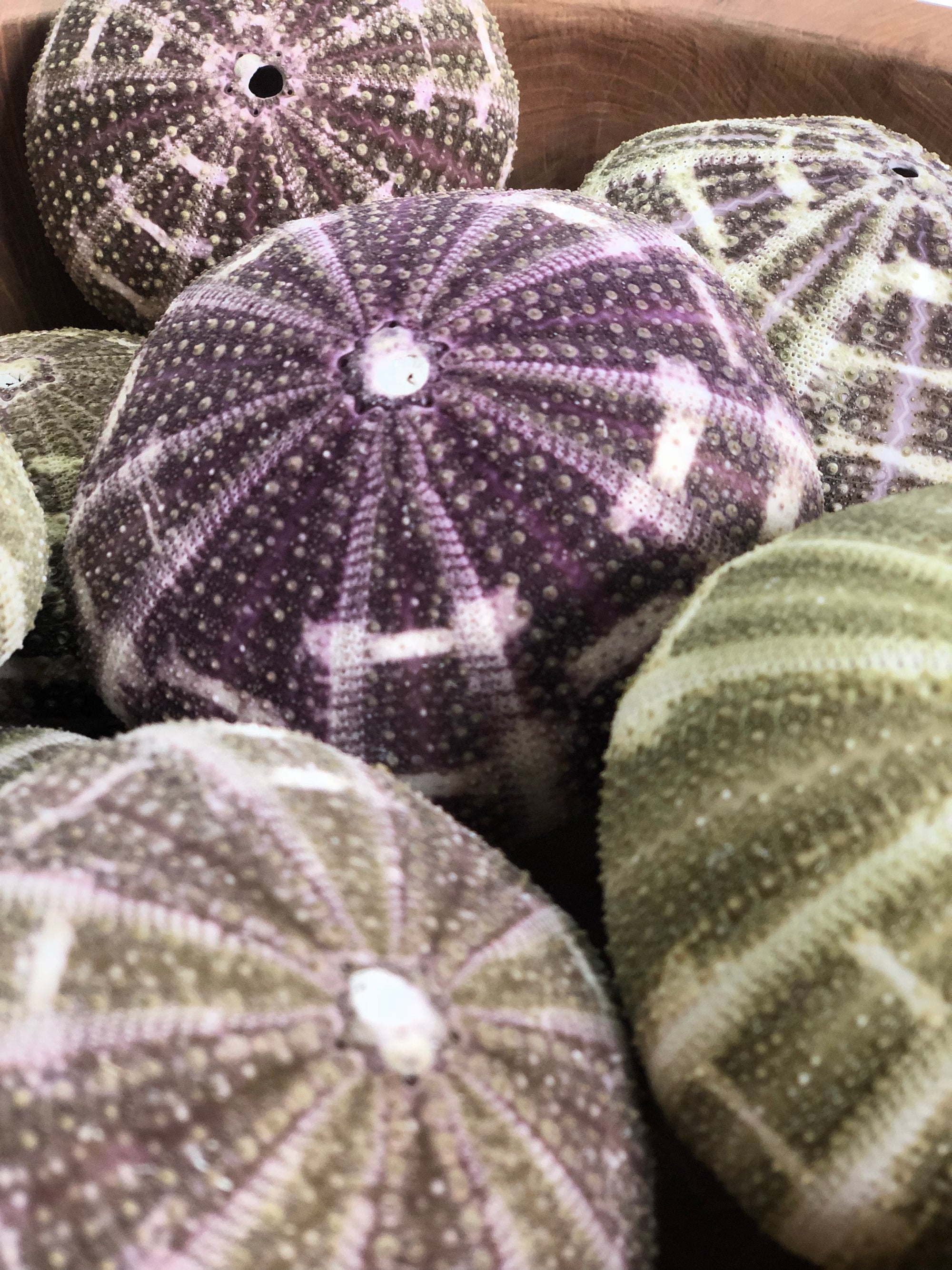 Sea Urchin Flat Set 5 ***LAST SET***