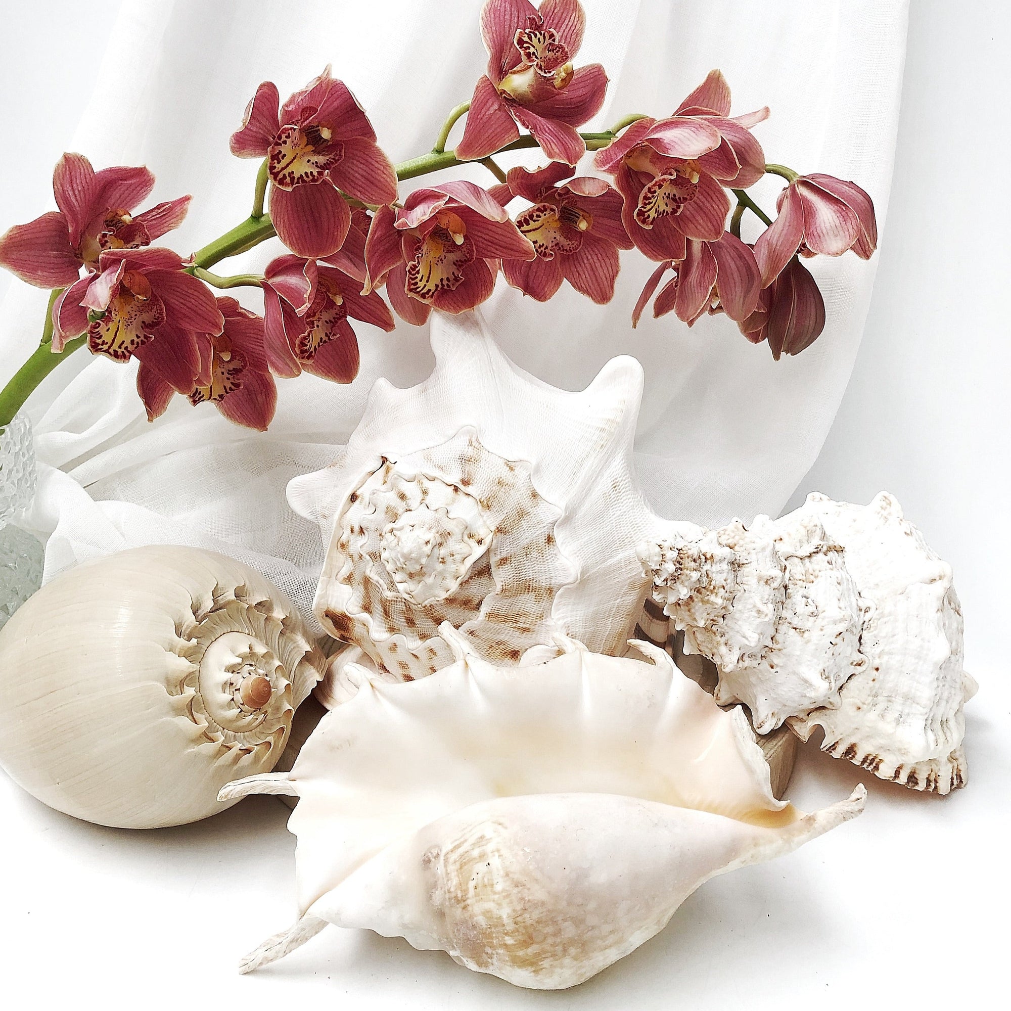 Real Large Polished Cassis Cornuta Horned Helmet  Shell