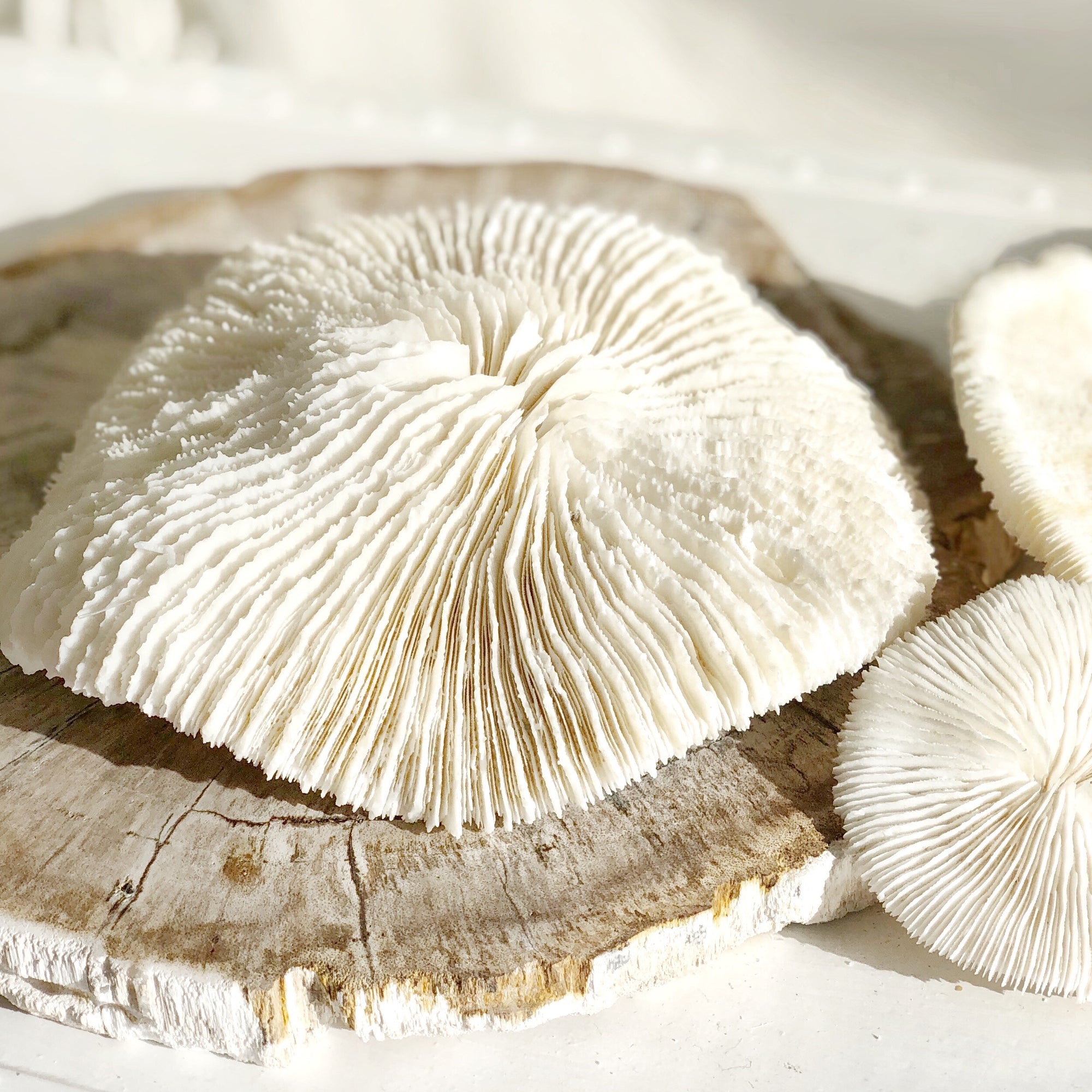 Real Mushroom Fungia Coral - Large