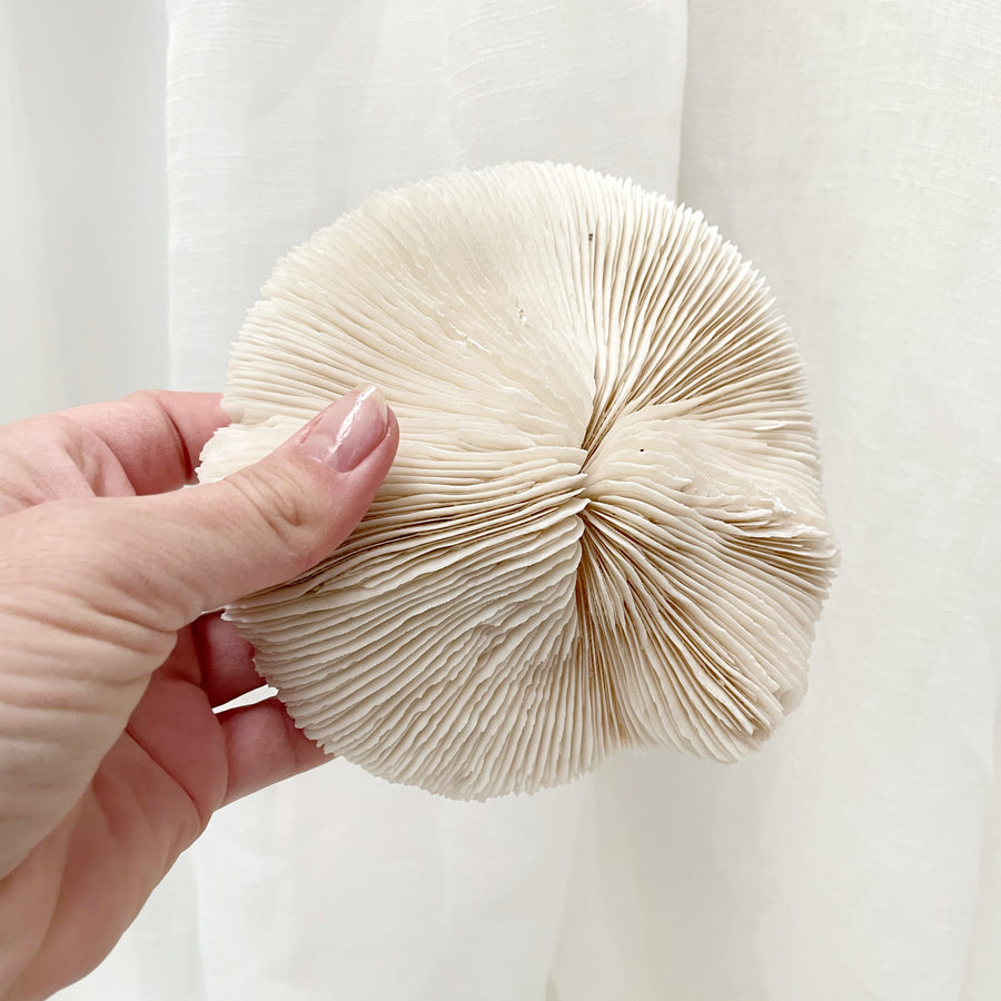 Real Mushroom Fungia Coral - Medium