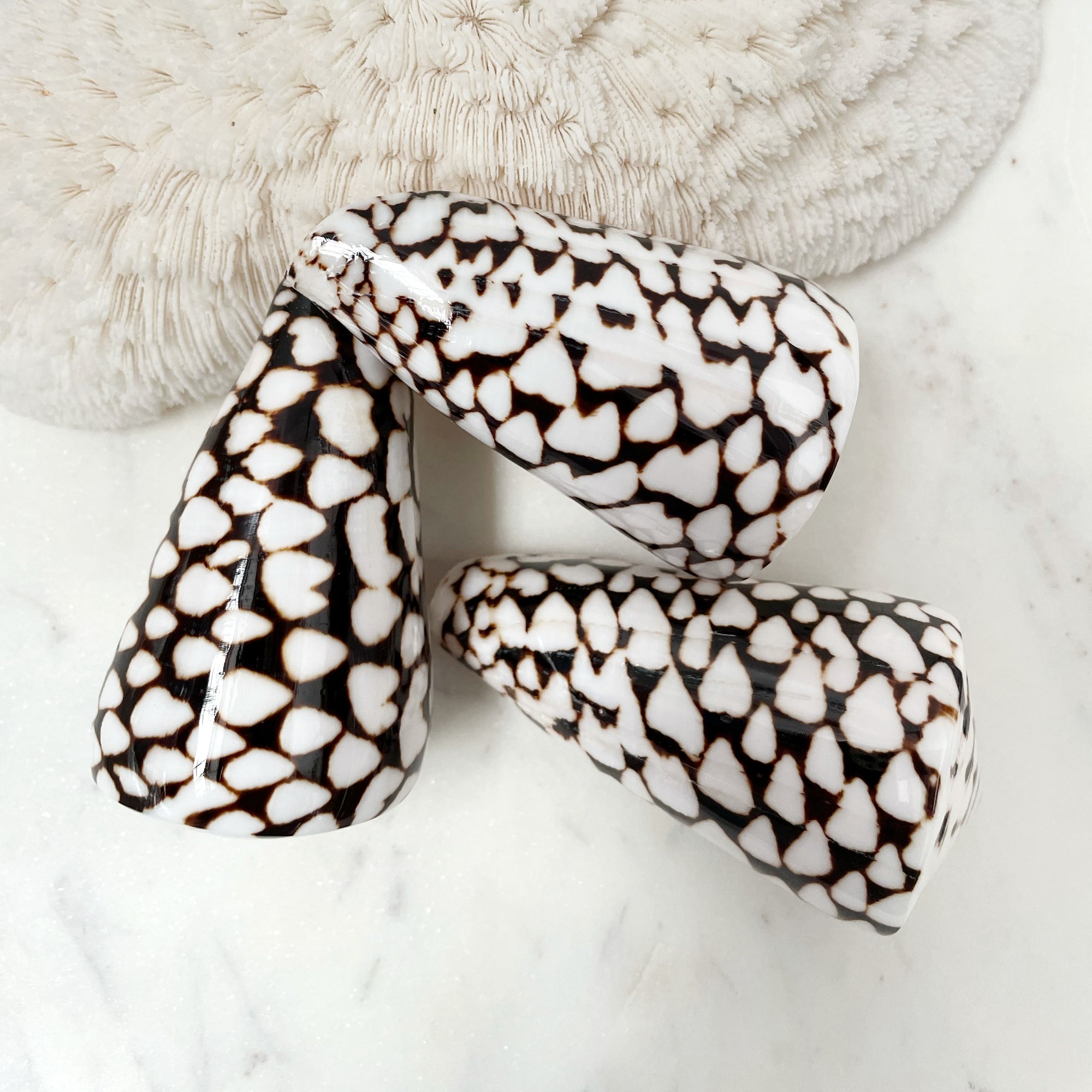 Real Polished Marbled Cone Shell Set 3