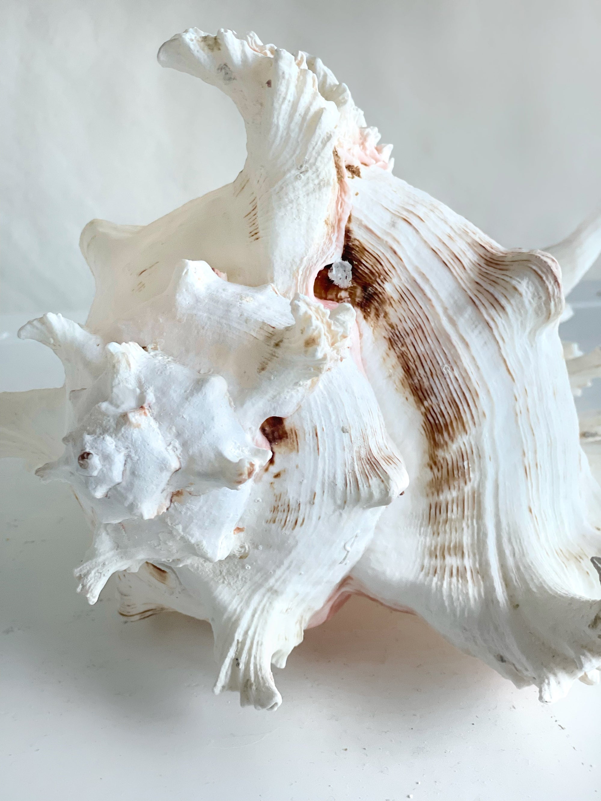 Real Murex Shell - Extra Large