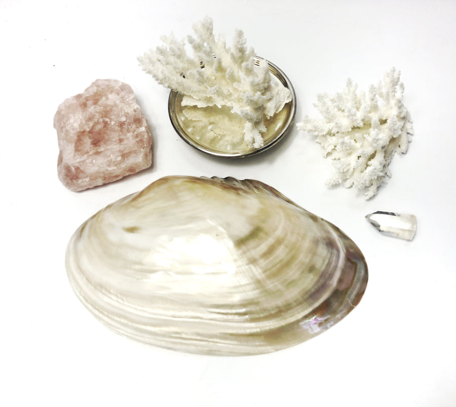 Real Polished River Shell