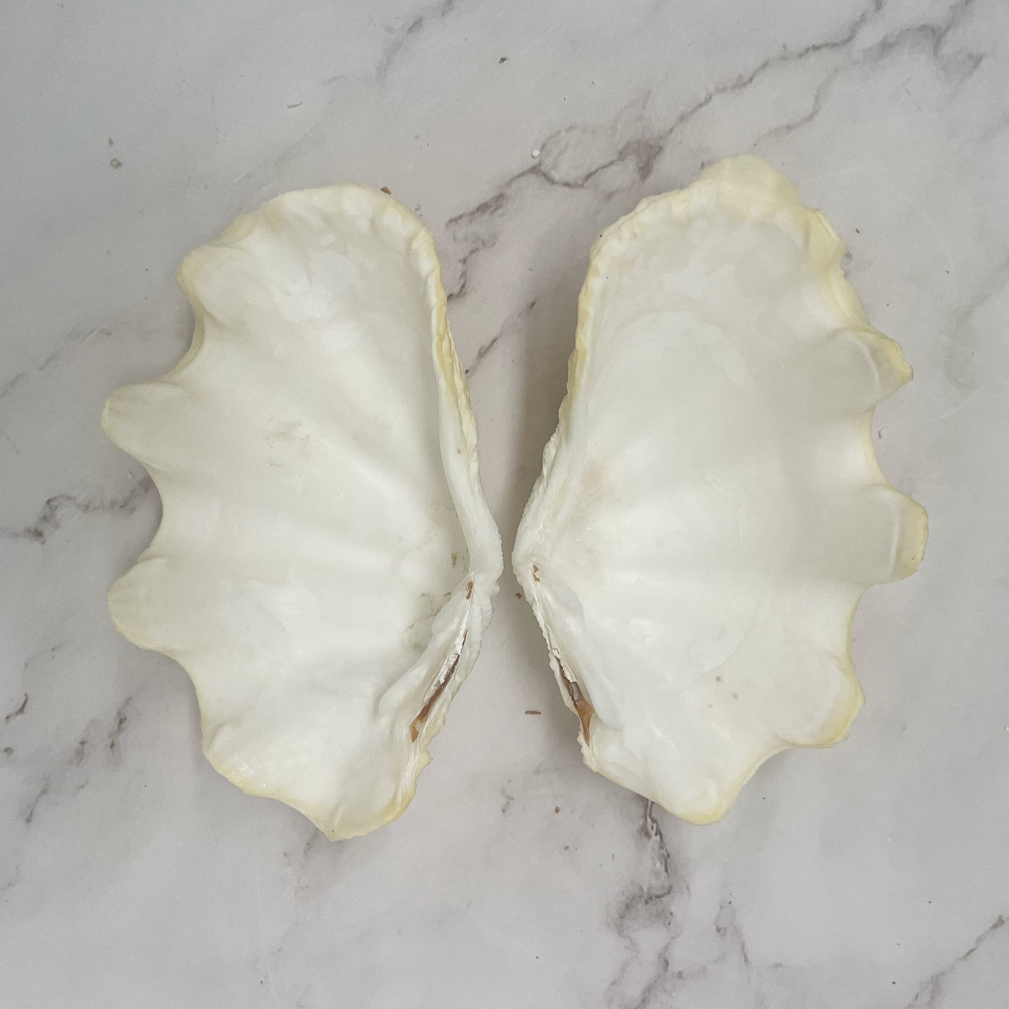 Real Clamshell Double