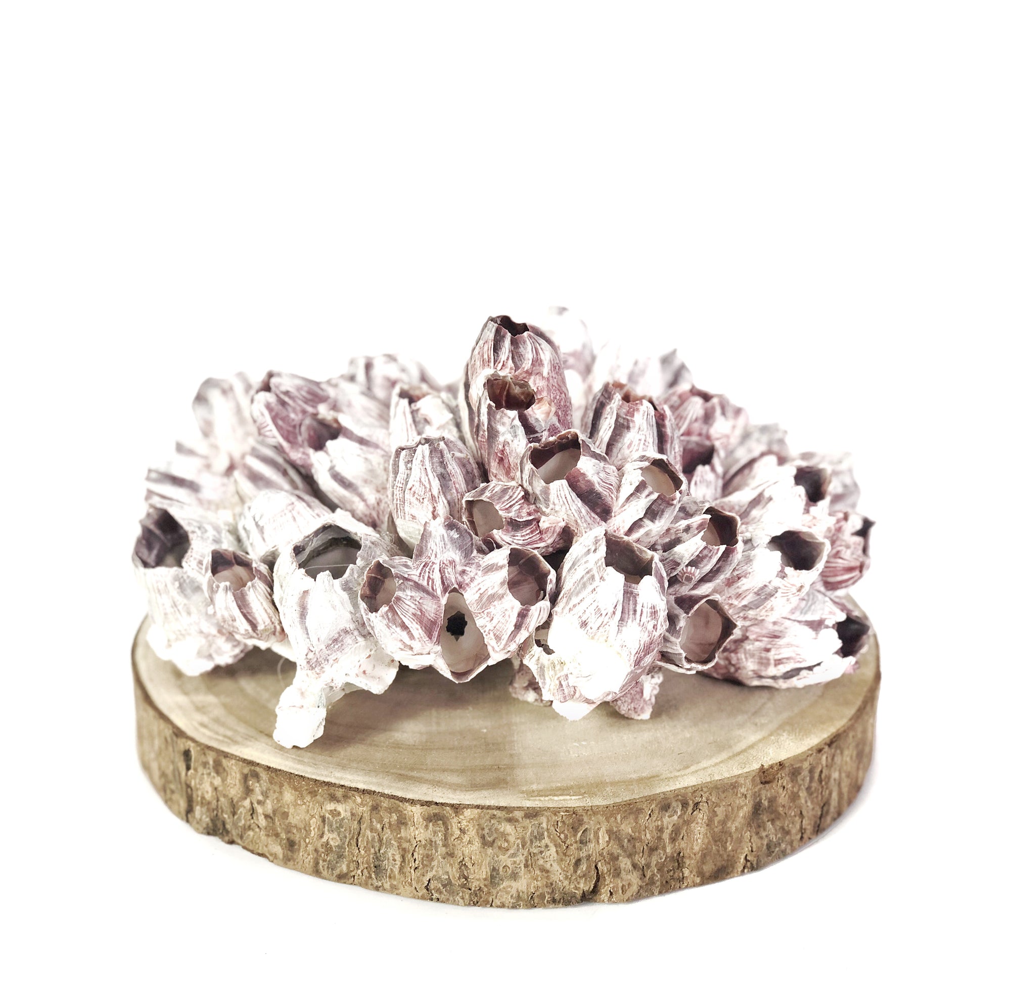 Natural Barnacle Cluster ***HIRE ONLY***