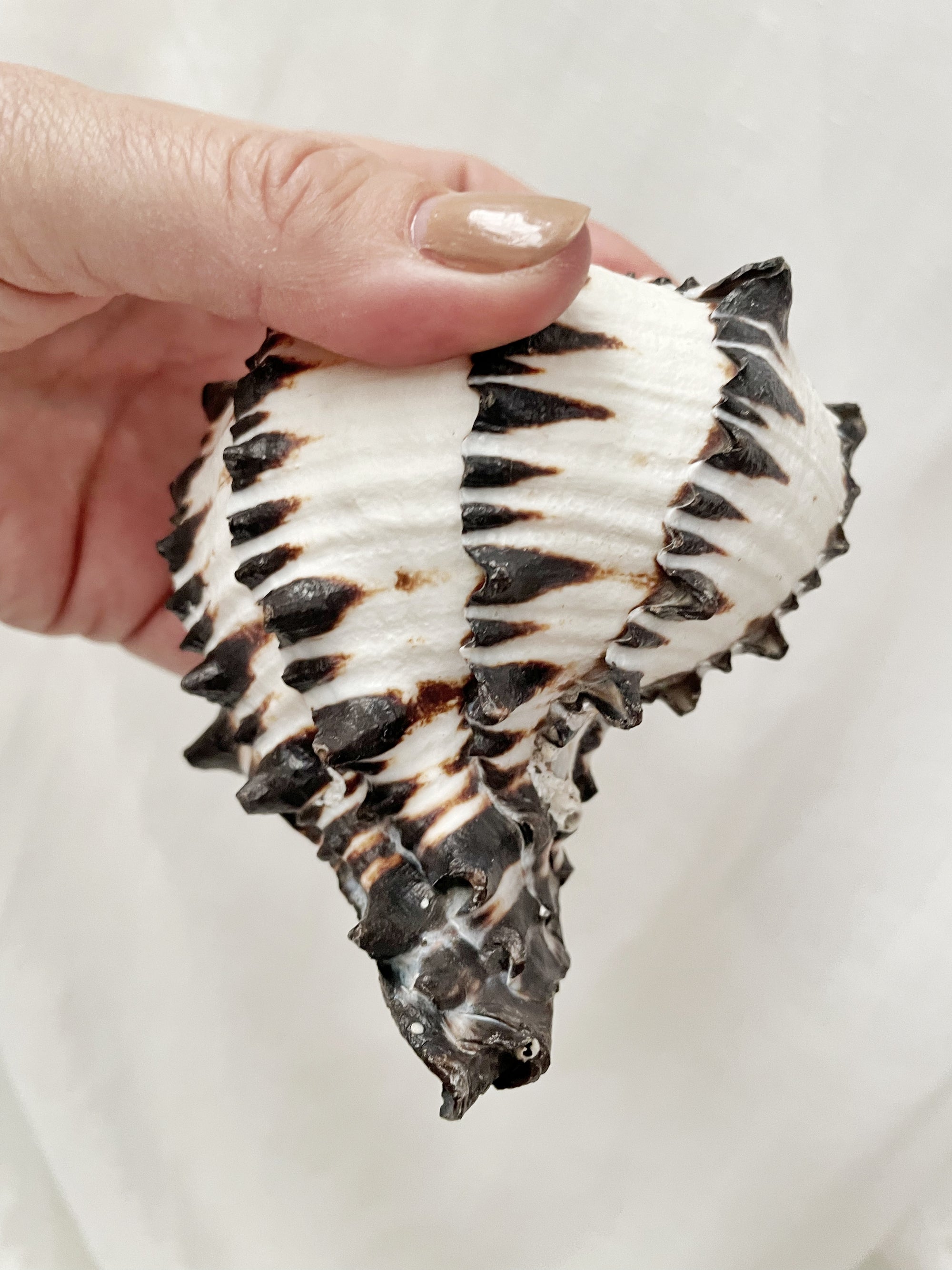 Real Black Murex Shell Set 3