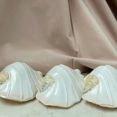 Real Pacific Conch Shell White Fluted ***LAST ONE***