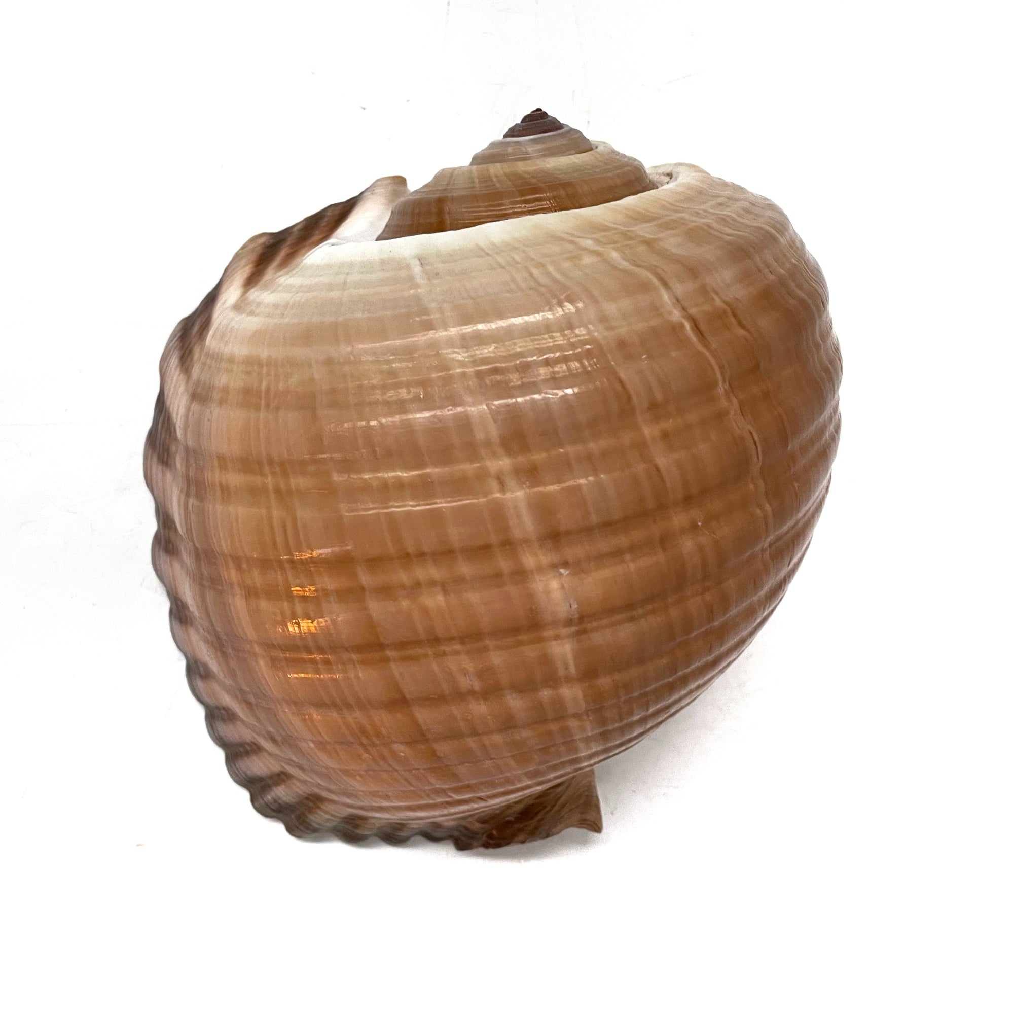 Real Giant Ton Shell XL