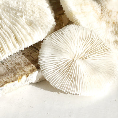 Real Mushroom Fungia Coral - Small