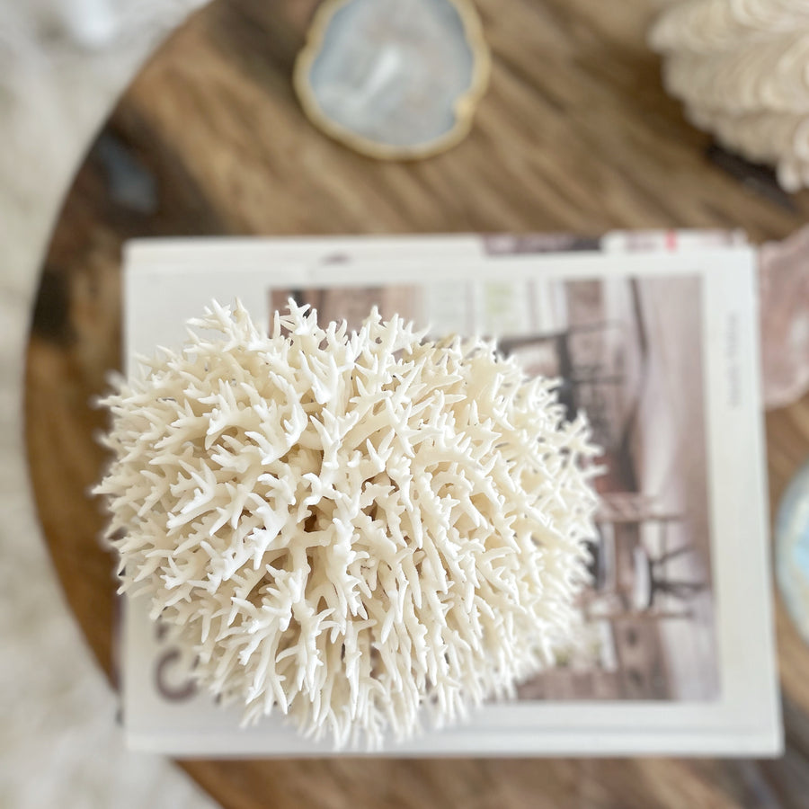 Real Birdsnest Coral Specimen F